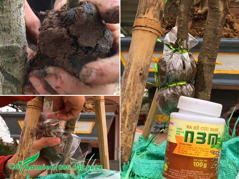 Kỹ thuật chiết cành cây mộc hương ta, giai đoạn bó bầu đất để cây ra rễ