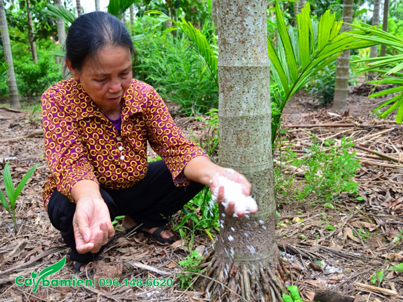 Bà con nông dân tiến hành bón muối cho cây cau lâu năm