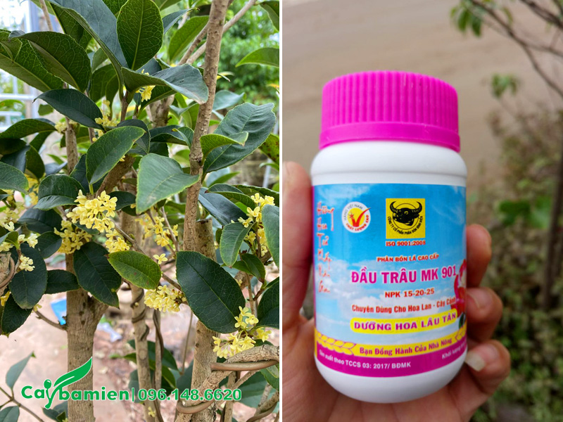 Cách làm cho cây mộc hương ra hoa bằng cách bón phân đúng giai đoạn