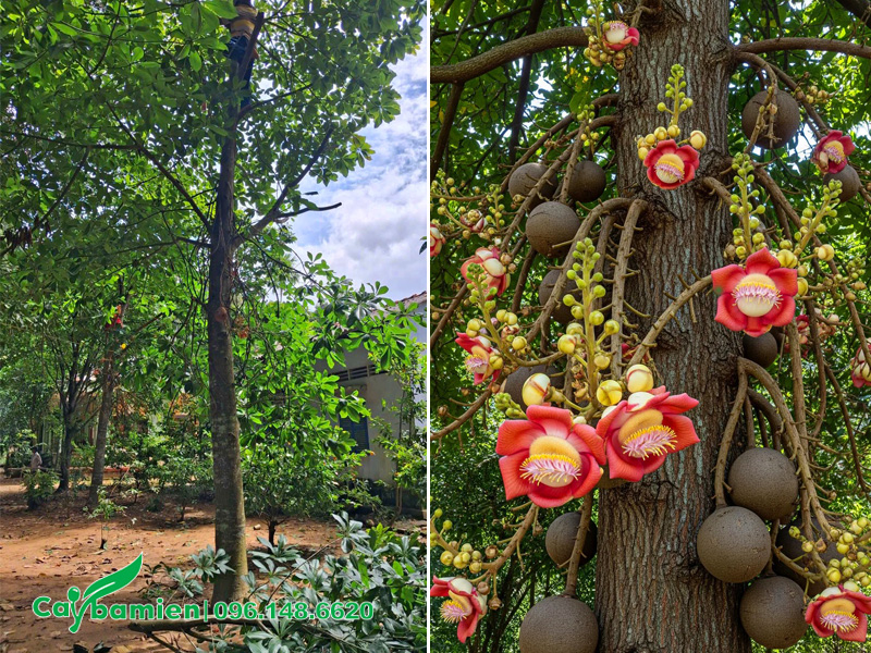 Cách cắt tỉa làm cho cây sala ra hoa nhiều hơn và đẹp hơn