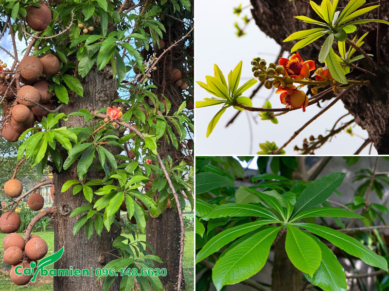 Nên hạn chế bón phân đạm vào thời điểm cây sala ra hoa