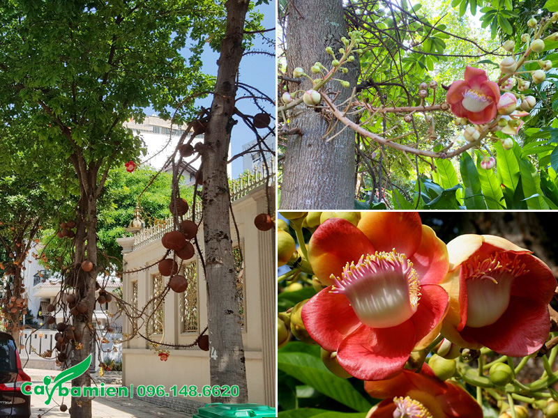 Cách làm cho cây sala ra hoa nhiều, bông to, cánh dày, màu rực rỡ