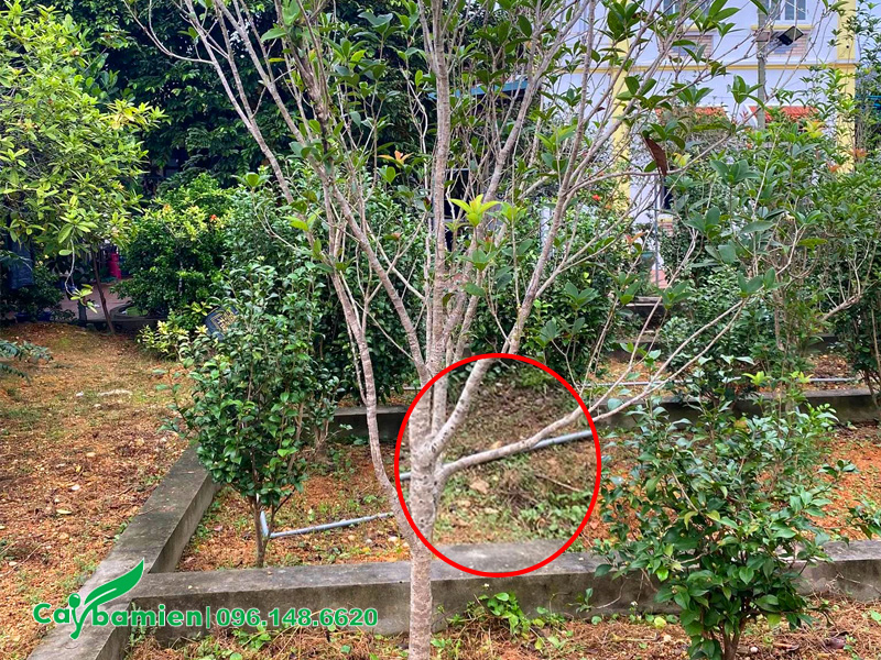 Chọn cành chiết cây mộc hương