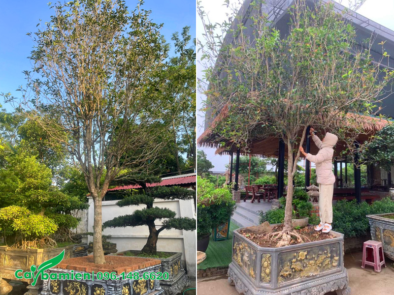 Xiết nước cho cây mộc hương trồng chậu