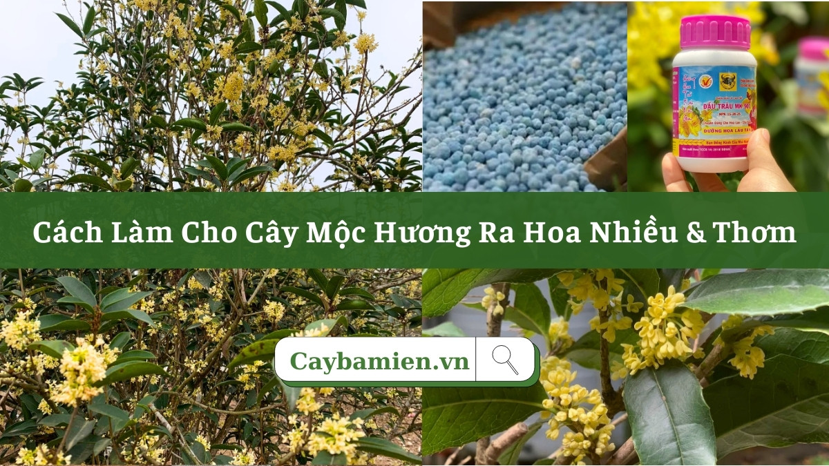Cách làm cho cây mộc hương ra hoa nhiều và đẹp đó là bón phân đúng cách, đúng giai đoạn sinh trưởng của cây