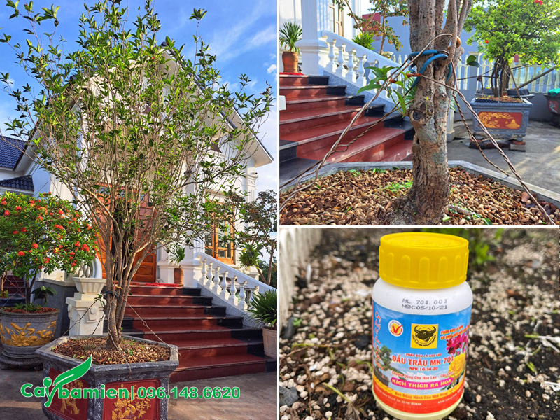 Hướng dẫn cách làm cho cây mộc hương ra hoa nhiều vào đúng dịp Tết