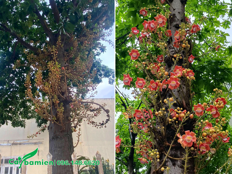 Cách làm cho cây sala ra hoa đều và nhiều