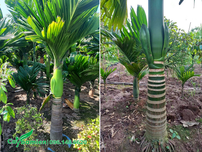 Vườn cây cau lùn chất lượng, lóng thân cao 1m