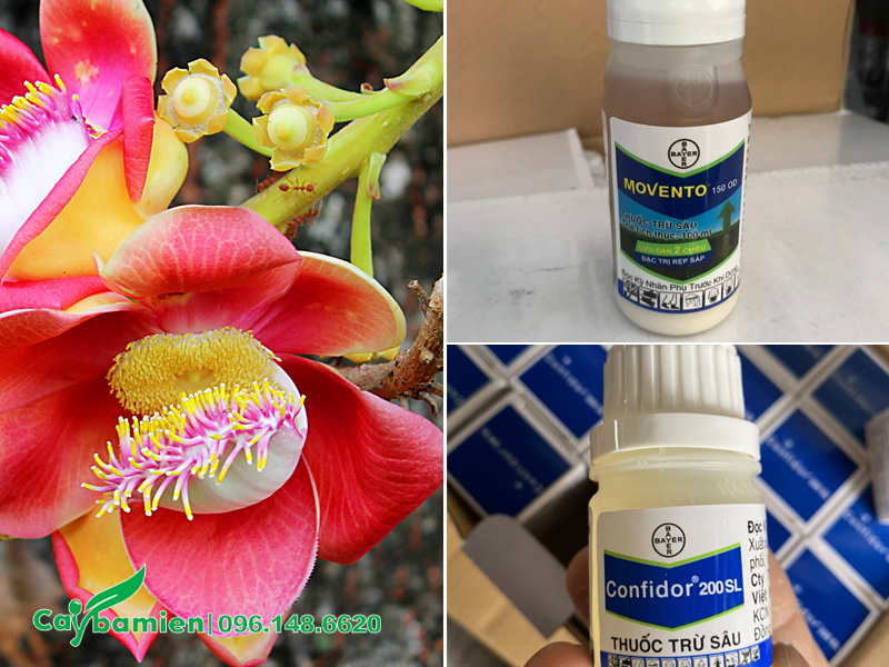Cây hoa sala bị rệp, các loại phun đặc trị rệp hiệu quả nhất