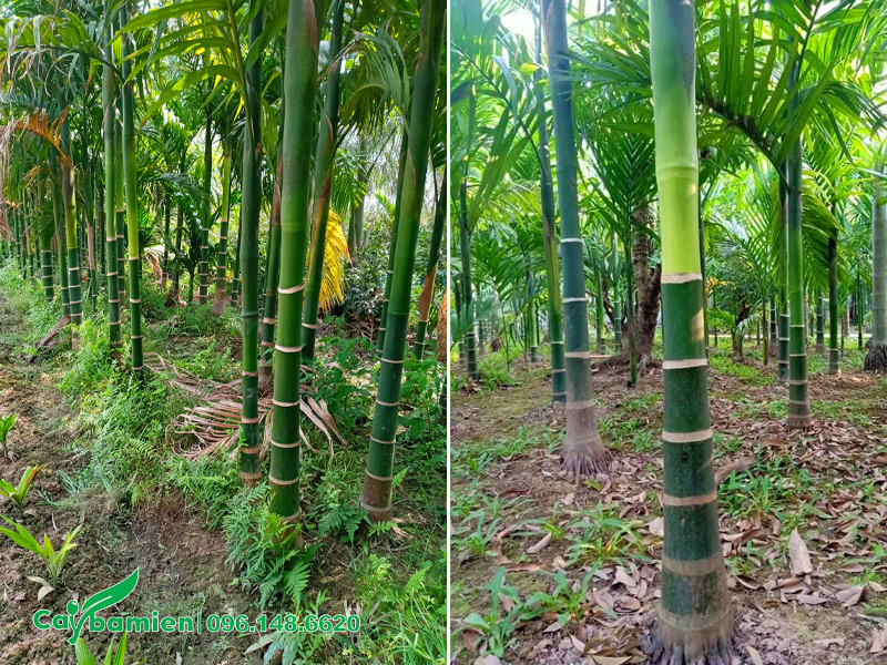 Bóc lá già và dọn cỏ dại để phòng sâu bệnh cho vườn cây Cau Ta