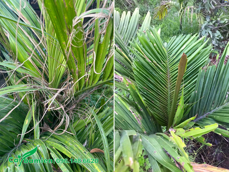 Cây Cau Ta bị sâu ăn lá nặng