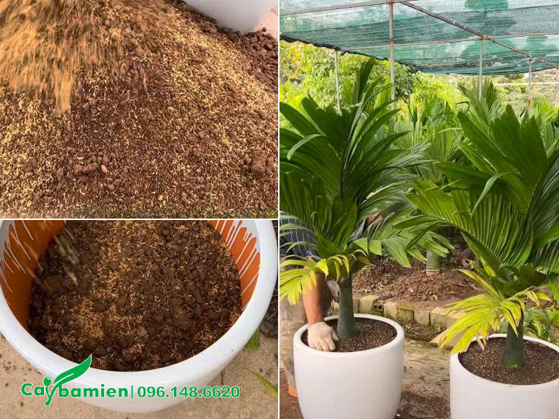 Cho giá thể đấy vào chậu và tiến hành trồng cây cau lùn