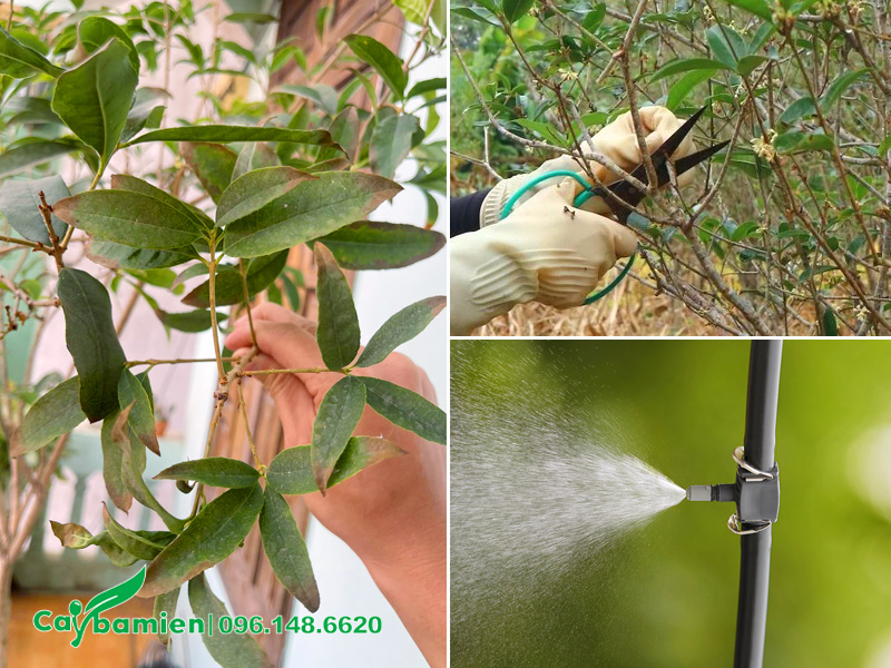 Cách xử lý cây mộc hương bị cháy lá do thiếu nước