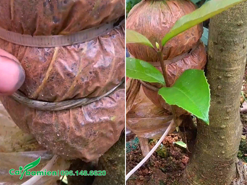 Cắt cành chiết mộc hương để đem trồng