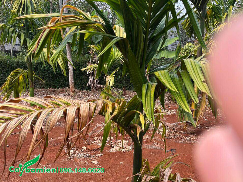 Cây bị cháy lá do sốc nhiệt sau khi đem trồng ở nơi mới