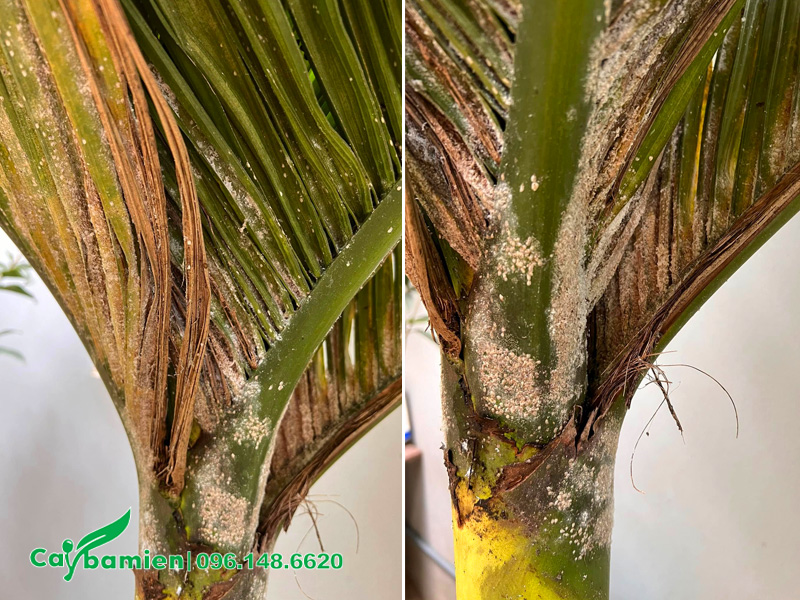 Rệp sáp phủ kín bẹ lá chích hút nhựa khiến cây cau lùn bị vàng lá
