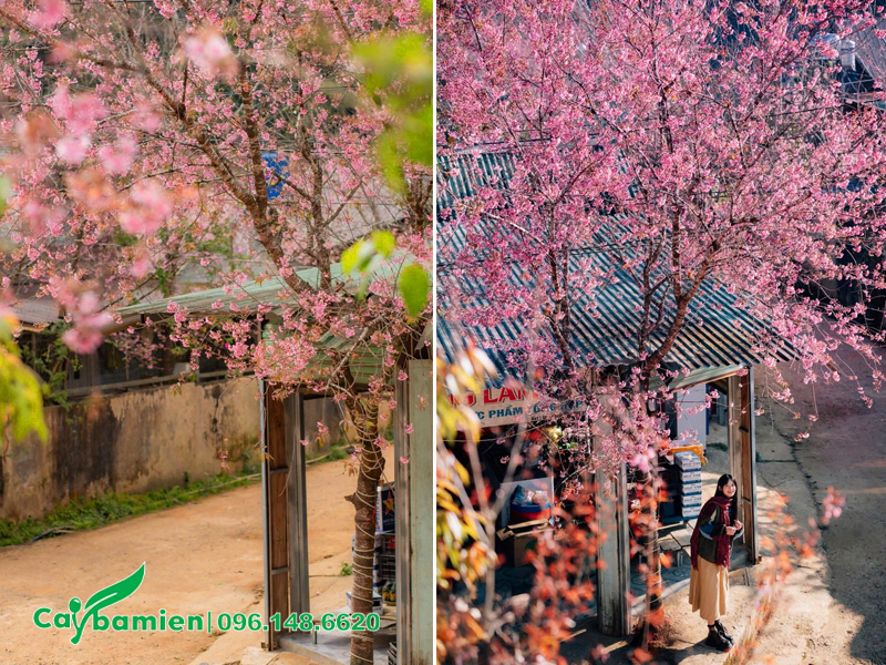 Trồng cây mai anh đào trước cửa nhà 