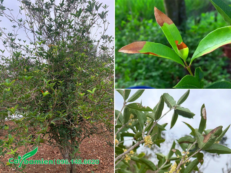 Cây hoa mộc hương ta bị cháy khô đầu lá non