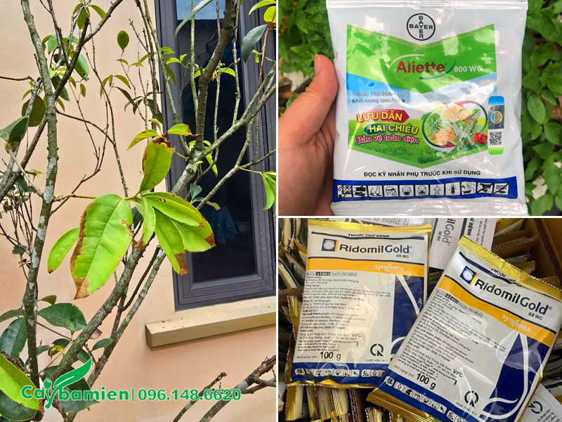 Cây bị úng nước gây ra hiện tượng cháy đầu lá non ở cây mộc hương