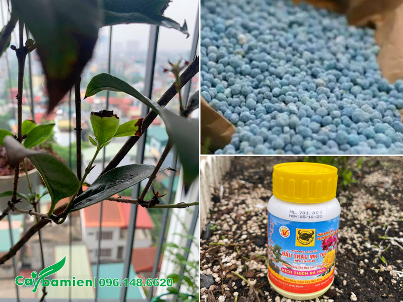 Bón nhiều phân hoặc bón sai thời điểm sẽ khiến cây mộc hương bị cháy lá