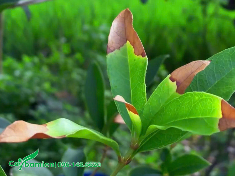 Cây mộc hương bị cháy lá non, đầu lá vị khô mất hẳn sức sống