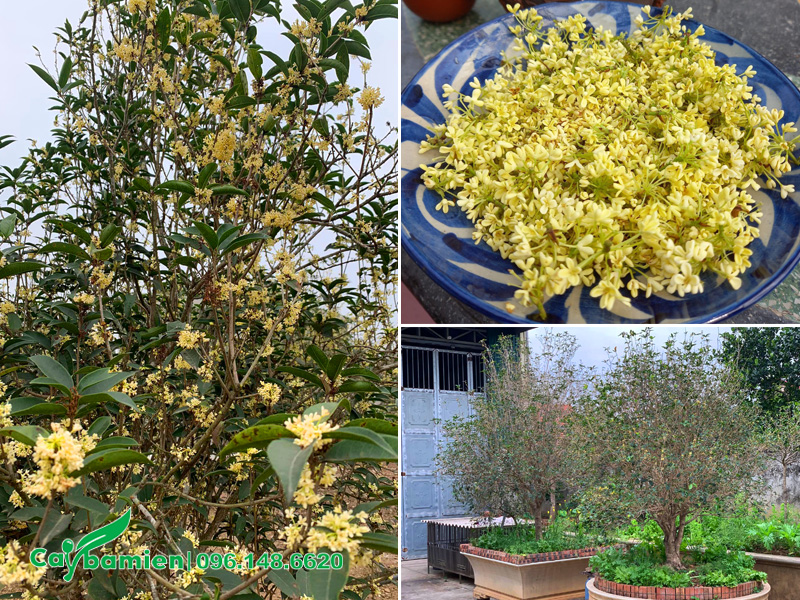 Cây mộc hương trong phong thủy có ý nghĩa đặc biệt có tác dụng trấn trạch, thu hút tài lộc