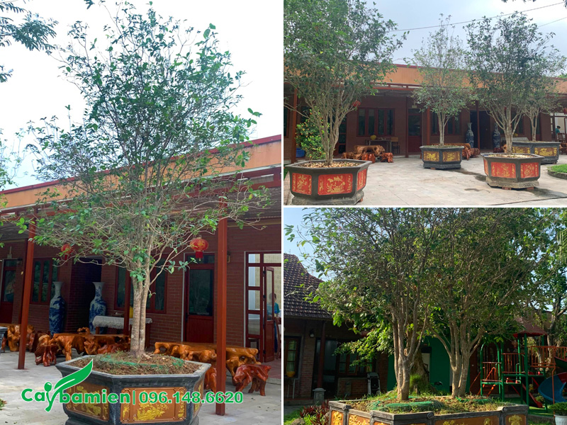 Trước nhà trồng những chậu cây mộc hương cổ thụ đường kính gốc 8 - 10cm