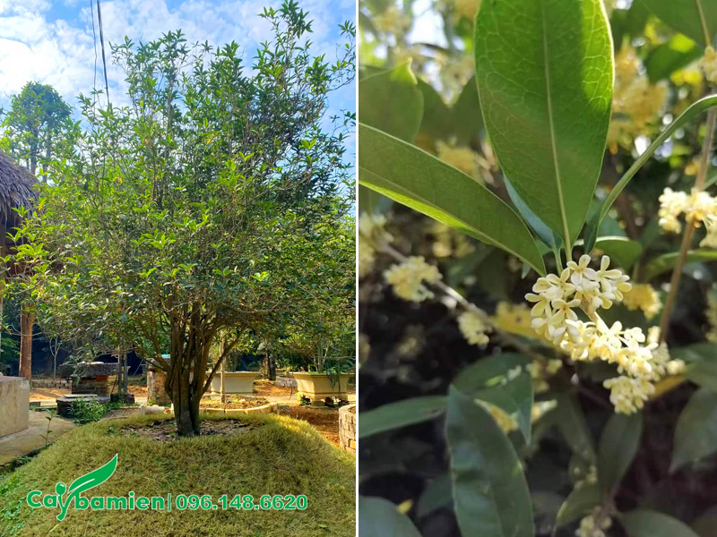 Cây mộc hương hợp mệnh gì và tuổi nào? Cây được trồng trước mô nổi trước sân vườn nhà