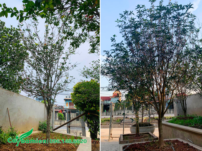 Những chậu mộc hương để trong bóng râm ít ánh sáng ra hoa rất ít