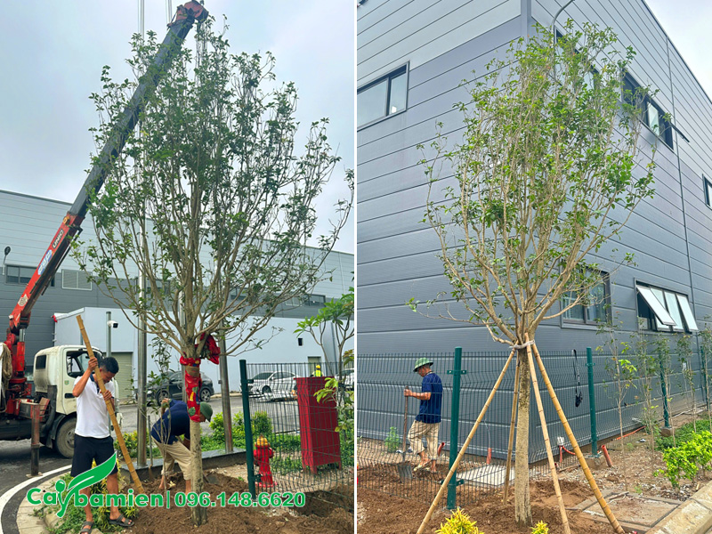 Thi công trồng cây mộc hương lâu năm, cao hơn 3m