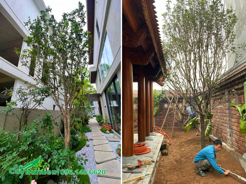 Trồng cây mộc hương sau nhà trong phong thủy cũng rất tốt