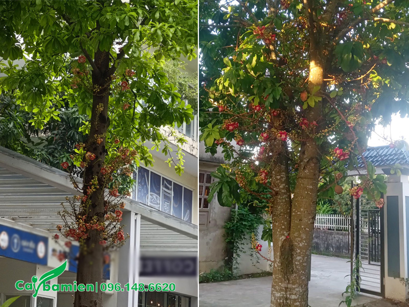 Cây sala là cây trồng bóng mát được người Việt cực kỳ ưa thích