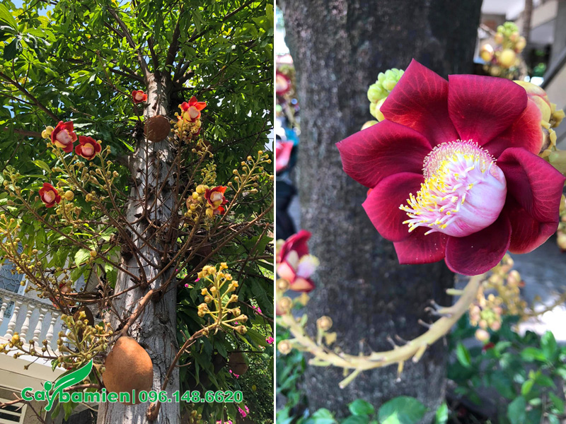 Cây hoa sala trồng trước nhà phố, hoa đang bắt nở đầu