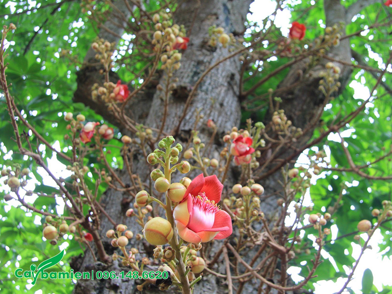 Cây sala ra hoa gần như quanh năm