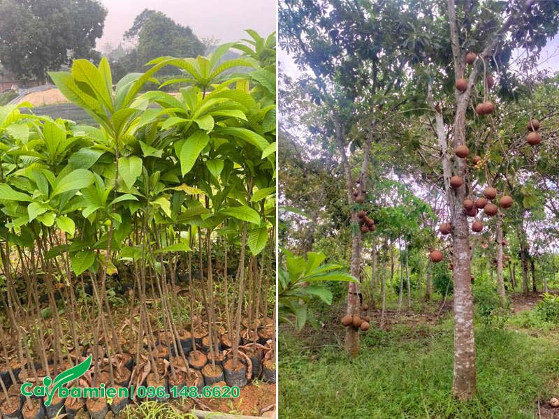 Cây giống sala và cây sala trưởng thành, sẵn hoa sẵn quả