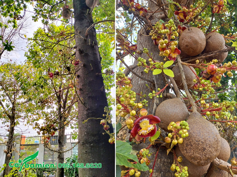 Sala trồng trong sân vườn nhà biệt thự tại Hà Nội