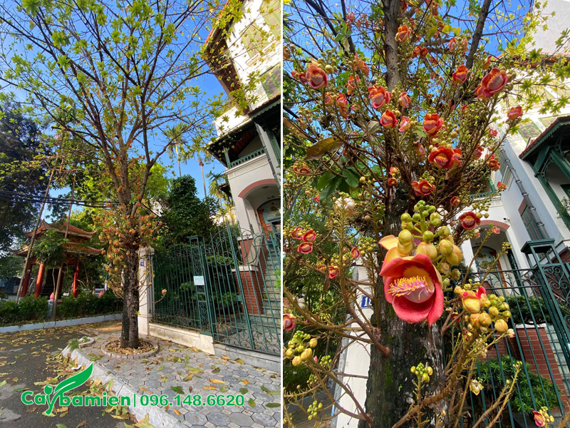 Cây hoa sala trồng trước cổng nhà biệt thự, chiều cao 8 - 9m