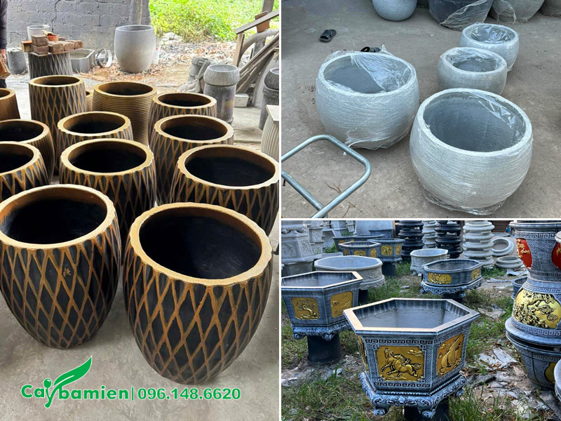 Những mẫu chậu đẹp và sang trọng để trồng cây cau lùn