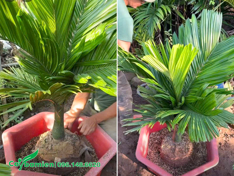 Tiến hành trồng cây cau lùn cao khoảng 80cm vào chậu cảnh