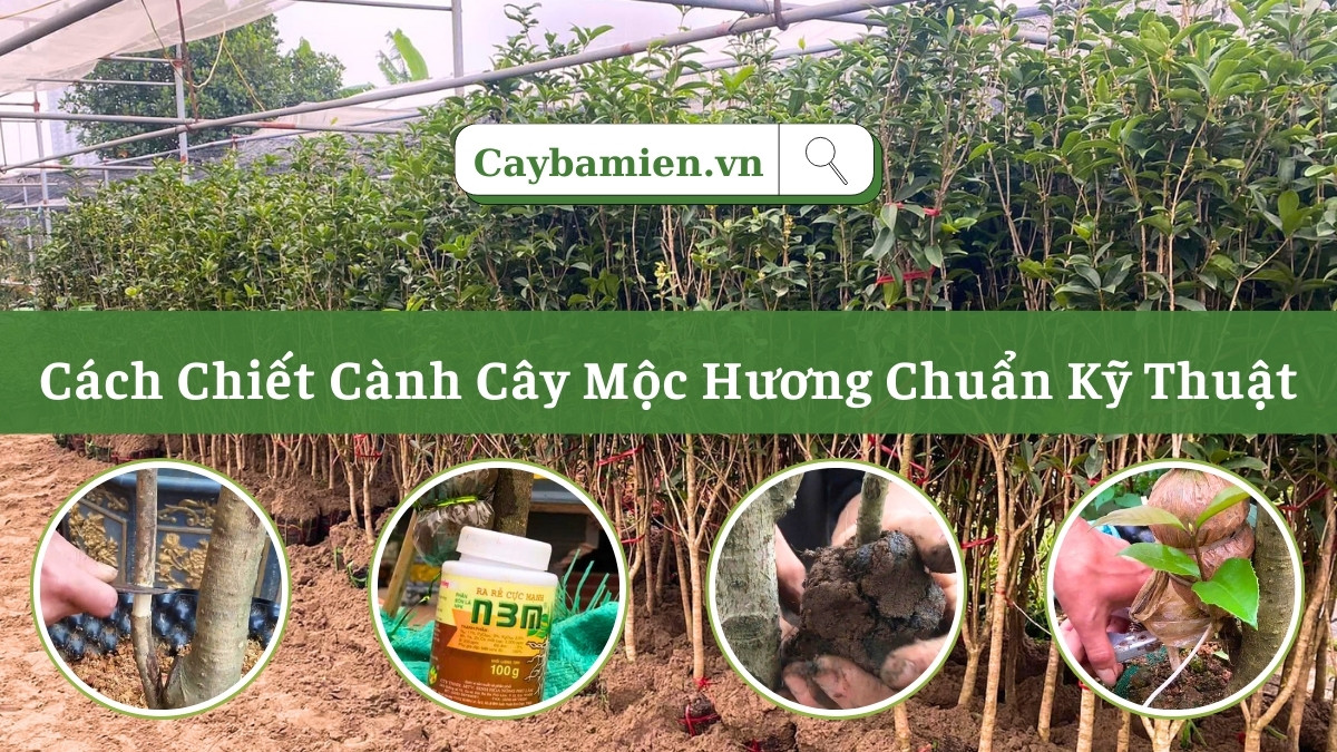 Kỹ thuật chiết cành cây mọc hương ta chuẩn nhà vườn