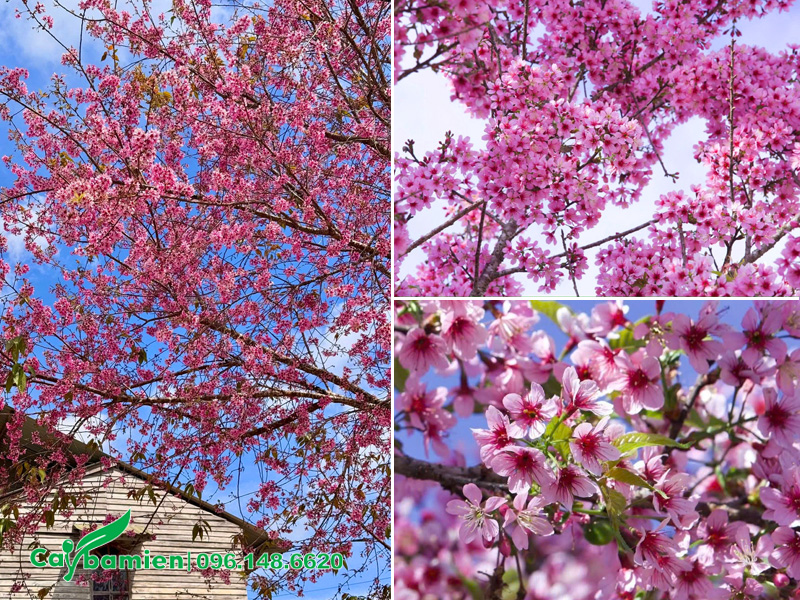 Trồng cây mai anh đào trường nhà, hoa nở rộ cực kỳ đẹp dịp gần Tết