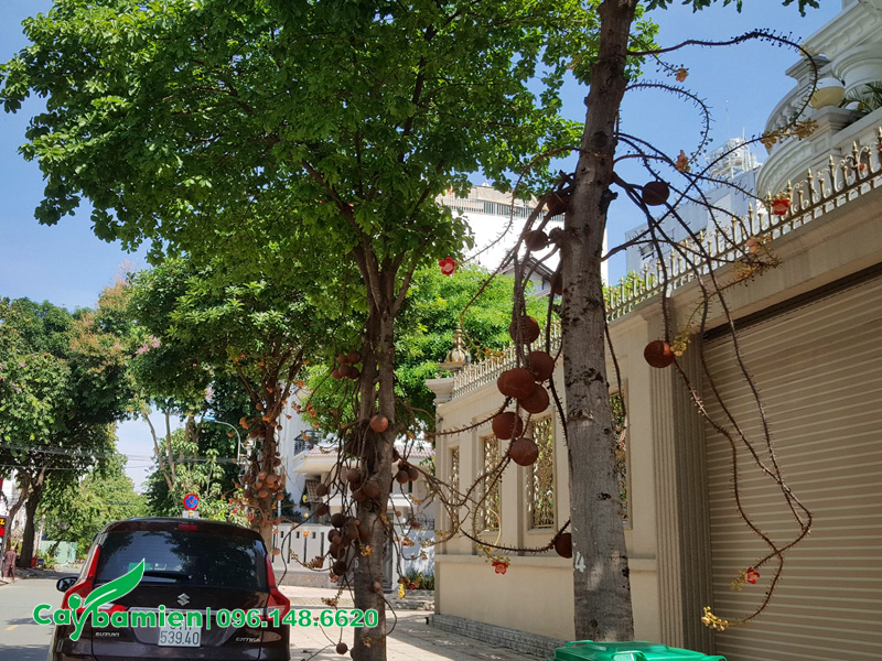 Có nên trồng cây sala trước nhà biệt thự không?