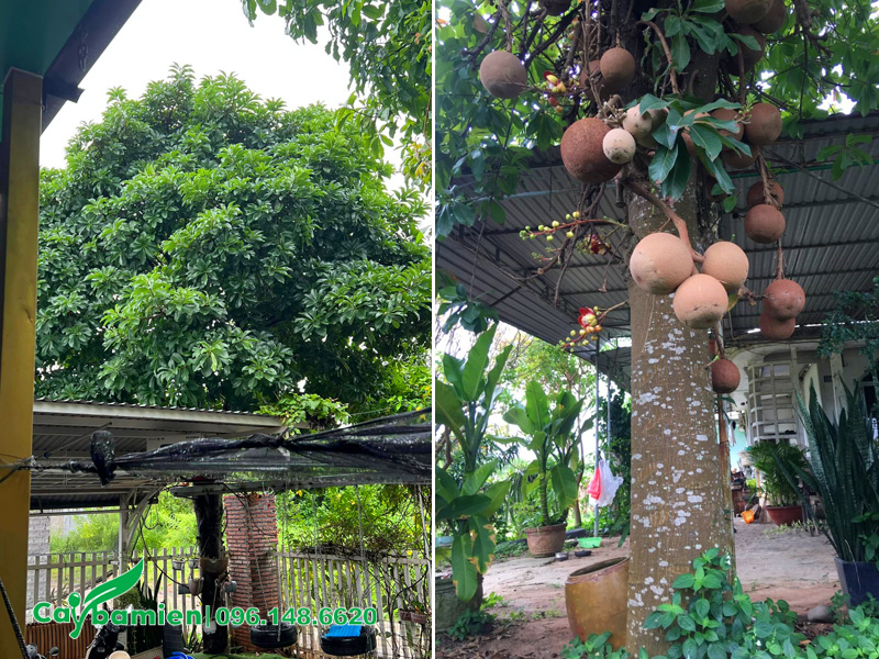 Hình ảnh cây sala trồng trước sân nhà, trồng lệch sang hẳn một góc sân