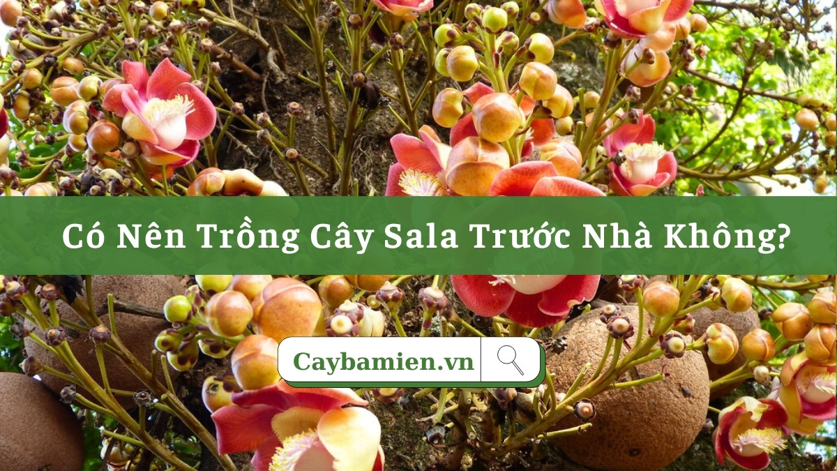 Có nên trồng cây sala trước nhà không?