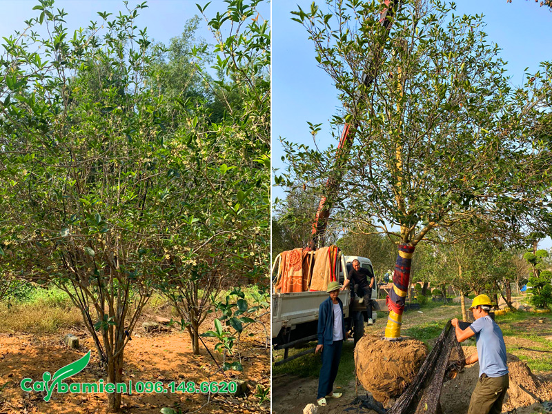 Vườn cung cấp số lượng lớn mộc hương, đa dạng kích thước lớn nhỏ
