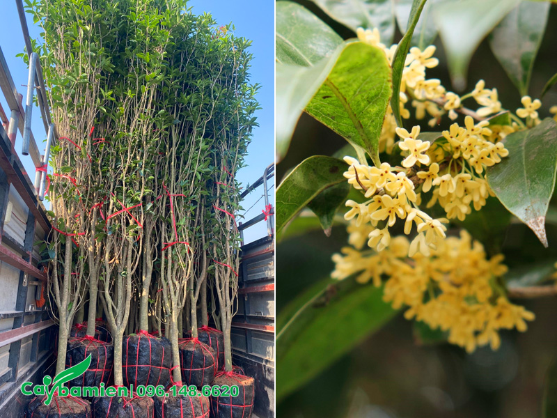 Bán số lượng lớn cây mộc hương ta hoa vàng cao hơn 2m, đường kính gốc 3 - 4cm