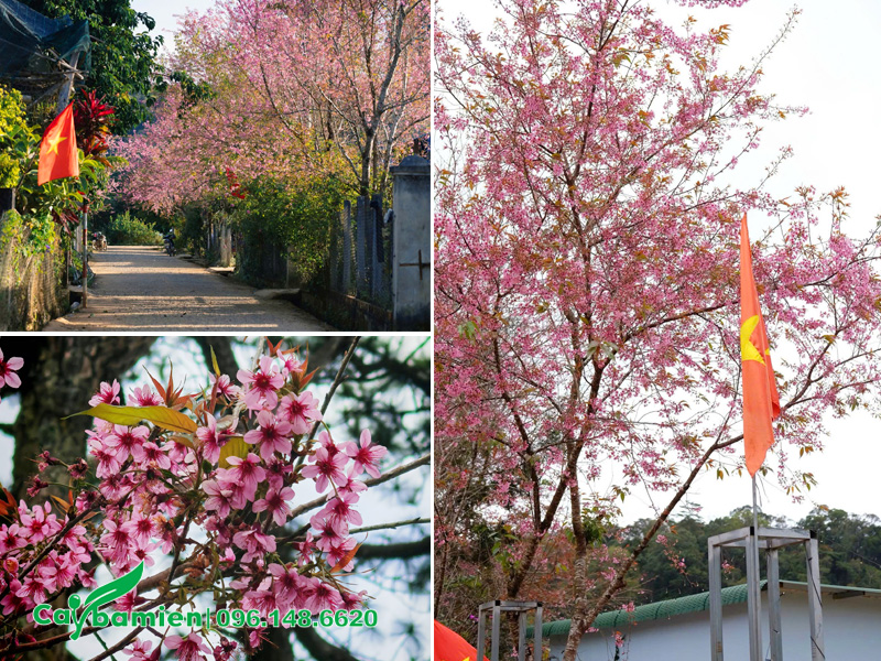 Trồng hàng cây mai anh đào trước cổng nhà