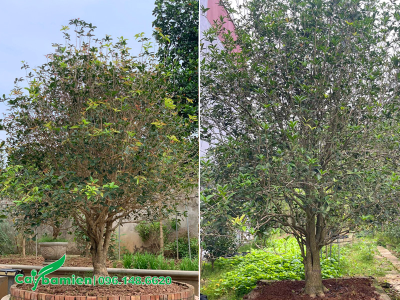 Cây mộc hương cổ thụ không ra hoa do thời tiết ấm, thiếu nước