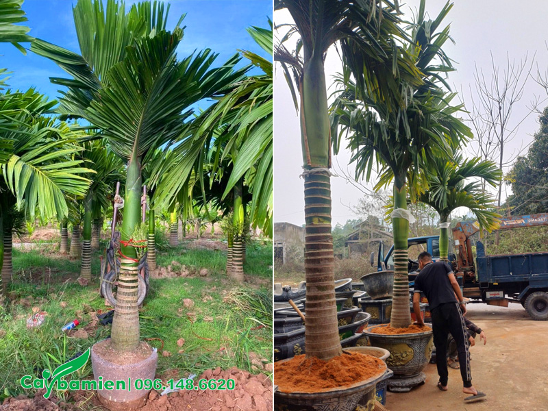 Chăm sóc cây cau lùn trồng chậu cao hơn 3m (tính cả chiều cao chậu)