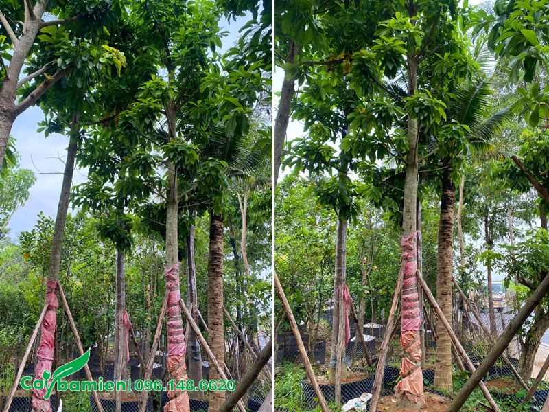 Vườn sala công trình cao 5 - 6m để trồng sân vườn, trước cổng nhà, biệt thự